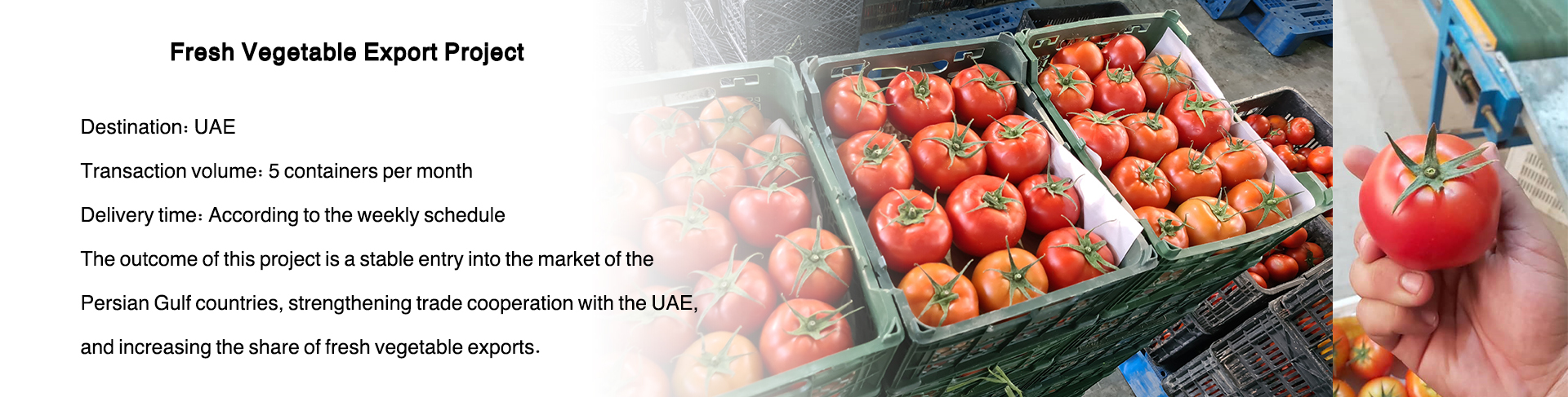 Fresh Vegetable Export Project